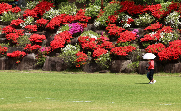 광주 동강대 철쭉 만개