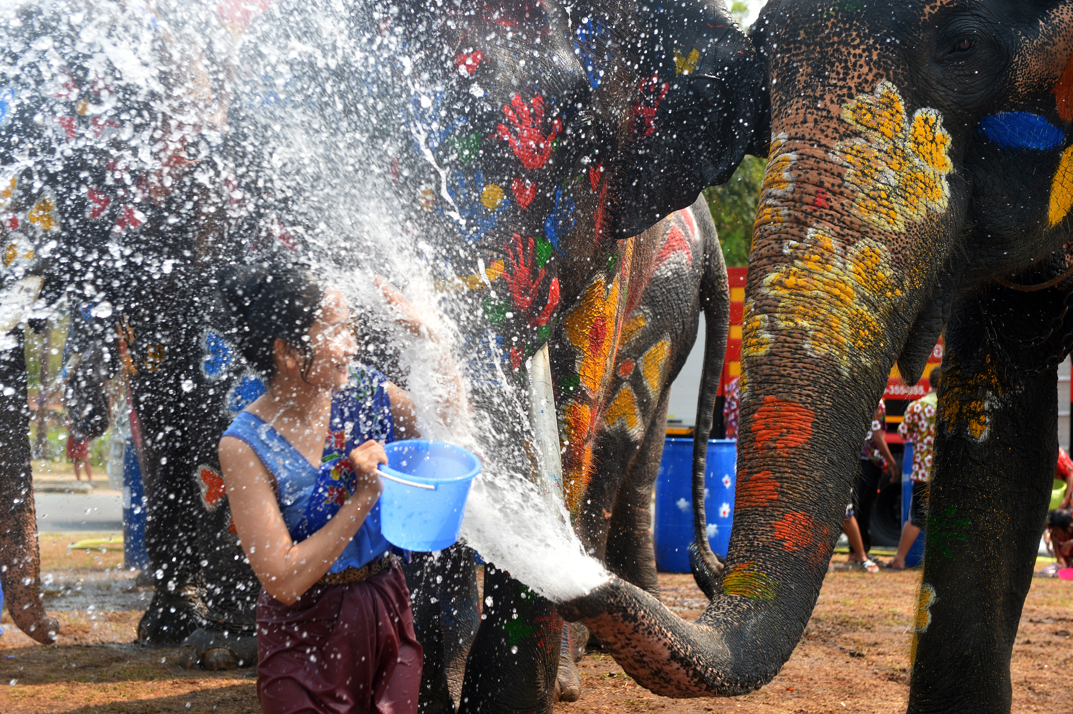 지난 9일(현지시각) 태국 아유타야에서 송끄란 축제(물 축제)를 앞두고 사람들이 코끼리와 물장난을 하고 있다. 2024.04.11 아유타야 신화 뉴시스