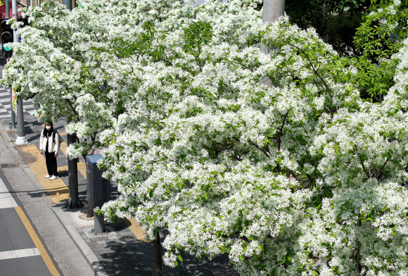 봄의 마지막 절기 곡우(穀雨)인 19일 대구 남구 대명동 한 도로에 초여름 시작을 알리는 이팝나무꽃이 피어있다. 2024.4.19 연합뉴스