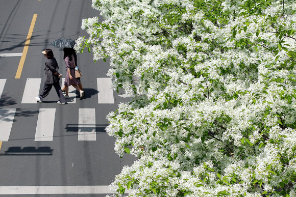 봄의 마지막 절기 곡우(穀雨)인 19일 대구 남구 대명동 한 도로에 초여름 시작을 알리는 이팝나무꽃이 피어있다. 2024.4.19 연합뉴스