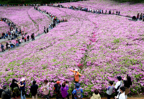 2024 불암산 철쭉제