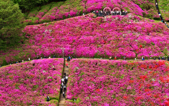 연분홍 철쭉 물결