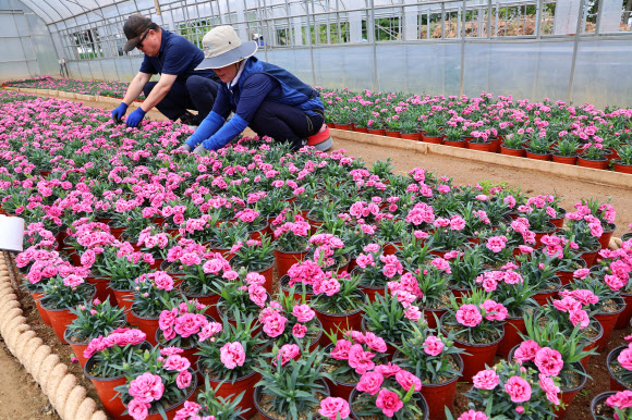 23일 오후 인천 서구 인천환경공단 청라사업소에서 직원들이 쓰레기 소각열로 온실 재배한 카네이션을 가꾸고 있다. 이 카네이션은 가정의 달인 5월에 인천적십자사, 서구청 등을 통해 독거노인분들에게 무료로 기부할 예정이다. 2024.4.23 연합뉴스