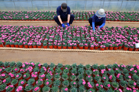 23일 오후 인천 서구 인천환경공단 청라사업소에서 직원들이 쓰레기 소각열로 온실 재배한 카네이션을 가꾸고 있다. 이 카네이션은 가정의 달인 5월에 인천적십자사, 서구청 등을 통해 독거노인분들에게 무료로 기부할 예정이다. 2024.4.23 연합뉴스