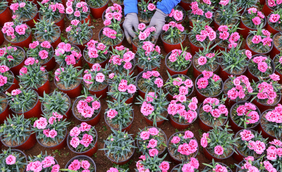 23일 오후 인천 서구 인천환경공단 청라사업소에서 직원들이 쓰레기 소각열로 온실 재배한 카네이션을 가꾸고 있다. 이 카네이션은 가정의 달인 5월에 인천적십자사, 서구청 등을 통해 독거노인분들에게 무료로 기부할 예정이다. 2024.4.23 연합뉴스