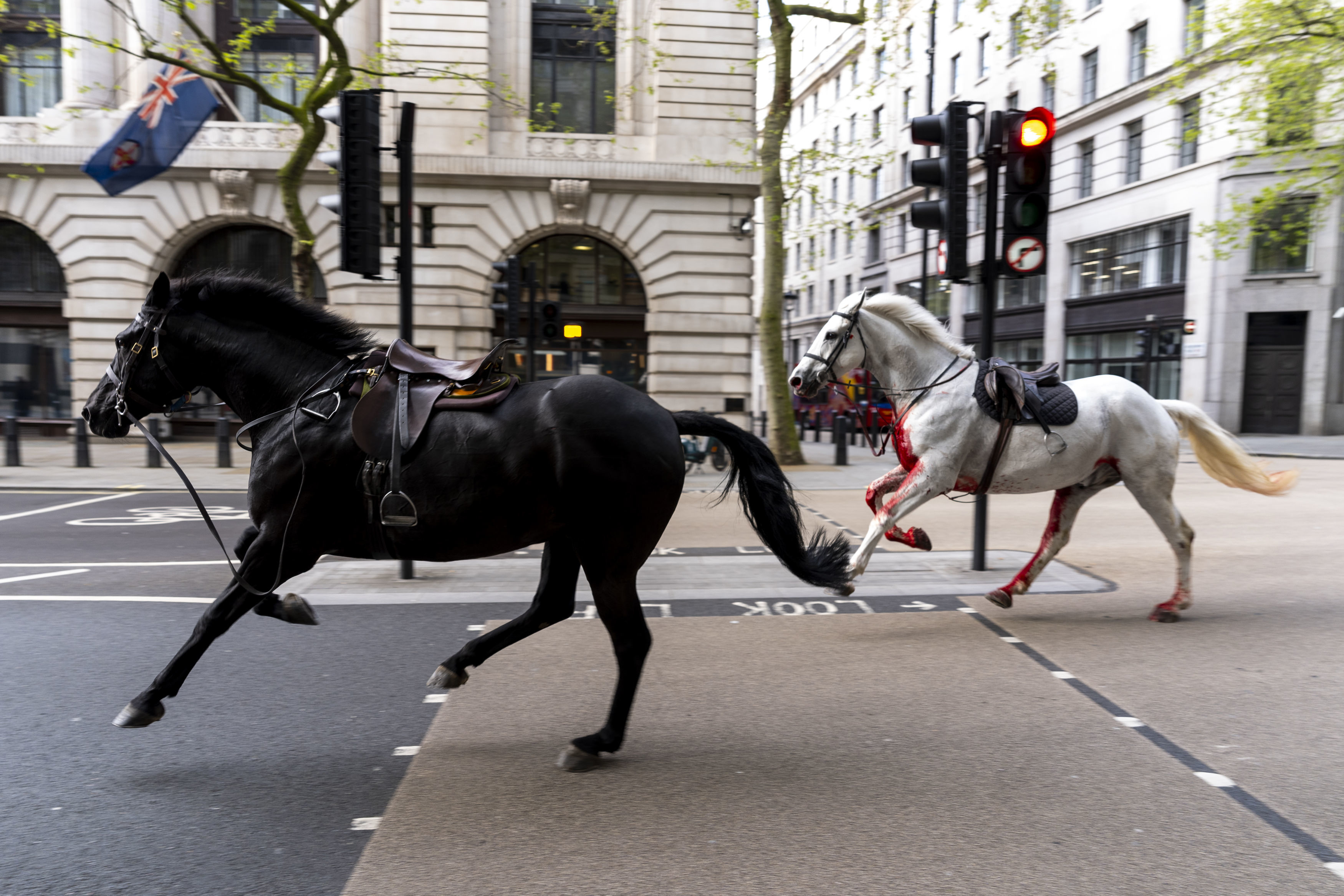 지난 24일 영국 근위 기병대 소속 말들이 도심 거리를 질주하고 있다. AP 연합뉴스