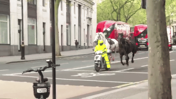 영국 근위 기병대 소속 말들이 도심 거리를 질주하고 있다. 엑스(X·옛 트위터) 캡처