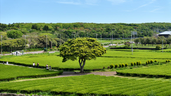 25일 오전 제주 서귀포시 안덕면 오설록 서광다원을 찾은 관광객이 녹차밭을 산책하고 있다. 2024.4.25  연합뉴스