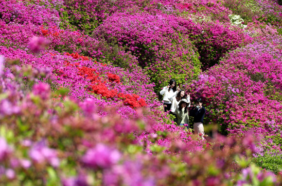 화창한 초여름 날씨를 보인 25일 부산 부산진구 백양산 정상 부근에 조성된 철쭉 군락지를 찾은 시민들이 즐거운 시간을 보내고 있다. 부산진구는 1990년 12월에 발생한 산불로 민둥산이 된 백양산 정상 부근에 2007년부터 철쭉을 식재하고 산책길을 조성해 매년 4~5월 많은 탐방객이 찾아오고 있다. 2024.4.25  연합뉴스
