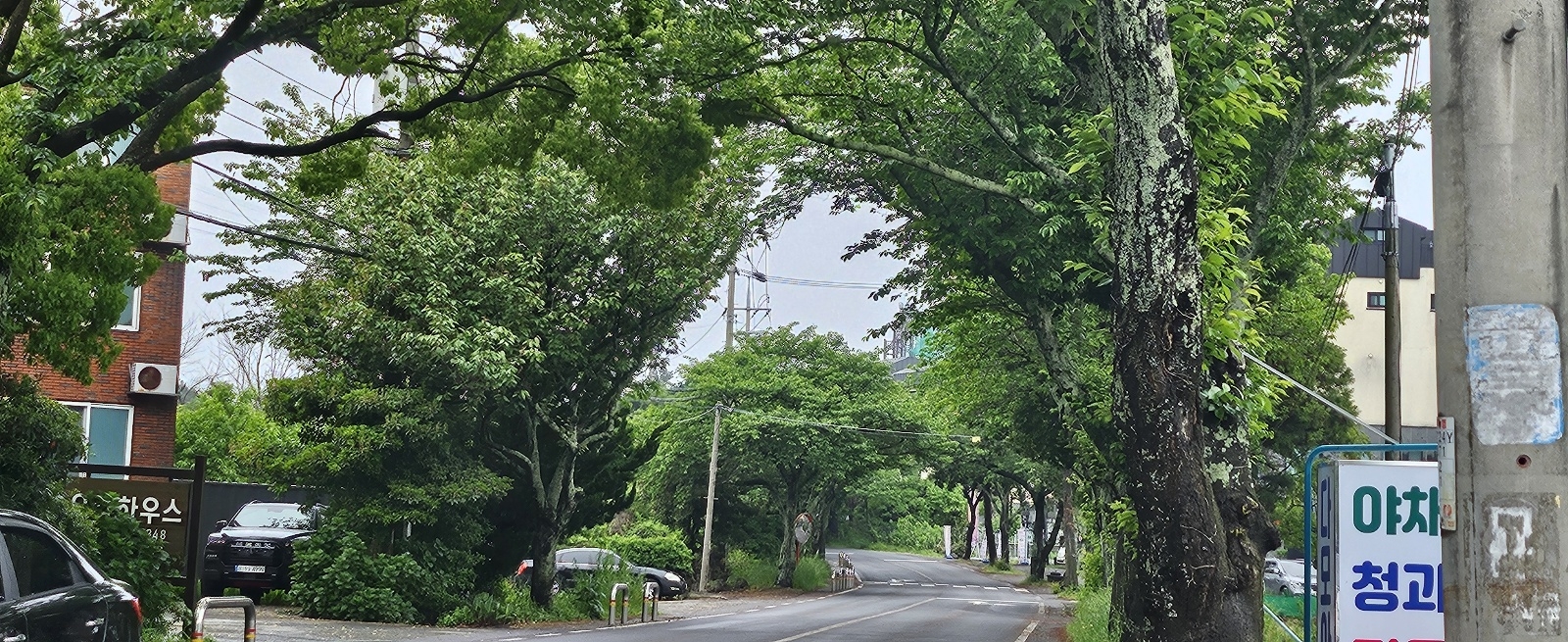 정실마을 가로수길. 제주 강동삼 기자