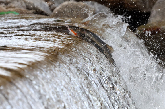 황어의 꺾이지 않는 도전