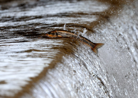 모천 찾아왔지만…장애물 만난 황어