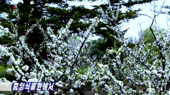 북한의 대표식물원인 중앙식물원에 봄꽃들이 만발했다고 조선중앙TV가 28일 방영했다. TV는 이곳 중앙식물원은 4-6월 사이 꽃들이 만개하여 북한 주민들이 즐겨 찾고 있다고 소개했다. 2024.4.28. 연합뉴스