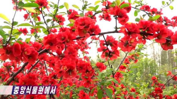 북한의 대표식물원인 중앙식물원에 봄꽃들이 만발했다고 조선중앙TV가 28일 방영했다. TV는 이곳 중앙식물원은 4-6월 사이 꽃들이 만개하여 북한 주민들이 즐겨 찾고 있다고 소개했다. 2024.4.28. 연합뉴스