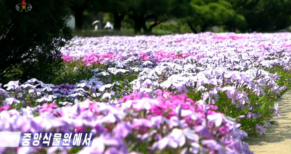 북한의 대표식물원인 중앙식물원에 봄꽃들이 만발했다고 조선중앙TV가 28일 방영했다. TV는 이곳 중앙식물원은 4-6월 사이 꽃들이 만개하여 북한 주민들이 즐겨 찾고 있다고 소개했다. 2024.4.28. 연합뉴스