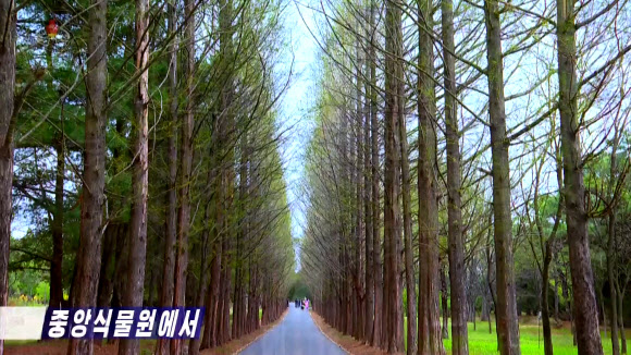북한의 대표식물원인 중앙식물원에 봄꽃들이 만발했다고 조선중앙TV가 28일 방영했다. TV는 이곳 중앙식물원은 4-6월 사이 꽃들이 만개하여 북한 주민들이 즐겨 찾고 있다고 소개했다. 사진은 식물원내에 위치한 메타세콰이어길.2024.4.28  연합뉴스