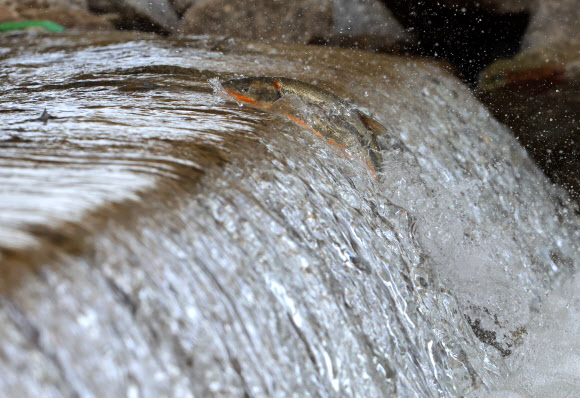 모천 찾아왔지만…장애물 만난 황어