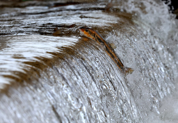 모천 찾아왔지만…장애물 만난 황어