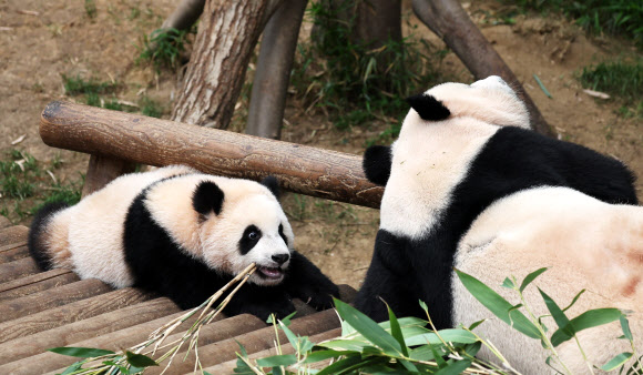 춘곤증 몰려오는 봄