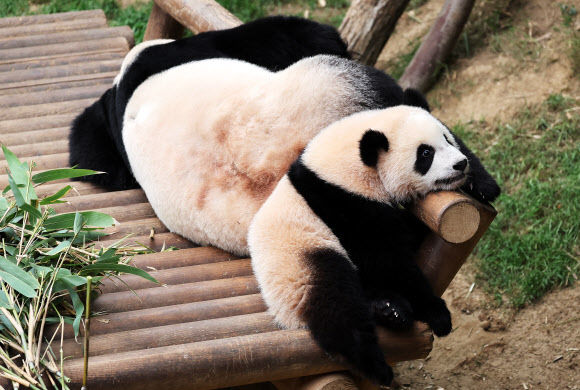 춘곤증 몰려오는 봄