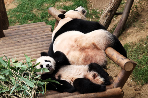 춘곤증 몰려오는 봄