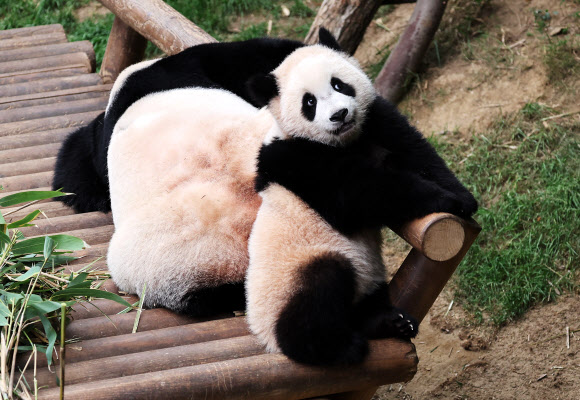 루이바오 ‘엄마 옆이 좋아요’