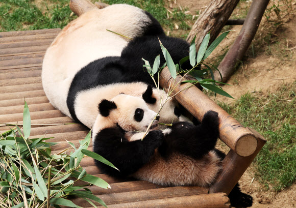 폭풍 성장한 루이바오