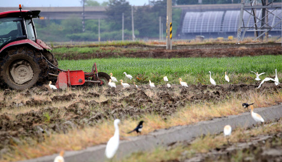 30일 도농복합 지역인 광주 북구 용강동 일대 한 들녘에서 황로 무리가 모내기 철을 앞두고 논갈이 하는 트랙터를 따라다니며 지렁이, 미꾸라지 등의 먹이 사냥을 하고 있다. 2024.4.30. 광주 북구 제공