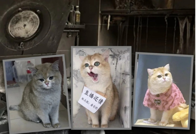 주인이 없는 사이 인덕션 쿠커를 켜 불을 낸 일명 ‘나쁜 고양이’가 예상치 못한 인기를 누리고 있다. SCMP 캡처