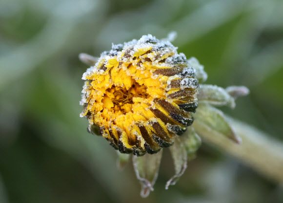 아침 최저기온이 영하 1도까지 떨어진 2일 강원 평창군 대관령 일원에서 야생화 위에 보석처럼 서리가 하얗게 내려앉았다. 2024.5.2 연합뉴스