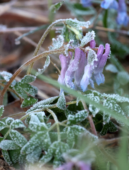 아침 최저기온이 영하 1도까지 떨어진 2일 강원 평창군 대관령 일원에서 꽃을 활짝 피운 현호색 위에 서리가 하얗게 내려앉았다. 2024.5.2 연합뉴스