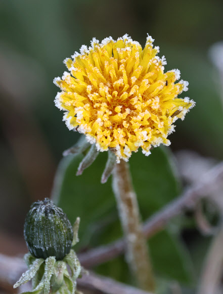 아침 최저기온이 영하 1도까지 떨어진 2일 강원 평창군 대관령 일원에서 야생화 위에 보석처럼 서리가 하얗게 내려앉았다. 2024.5.2 연합뉴스