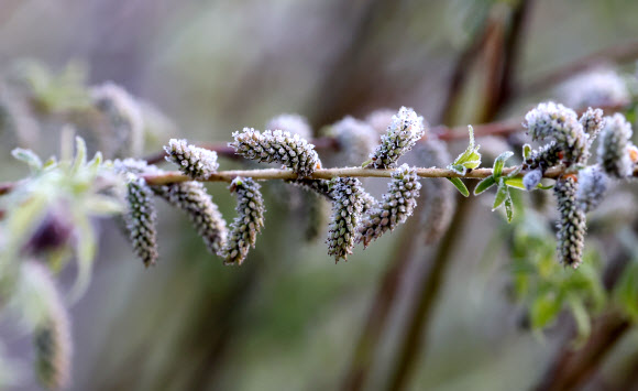 아침 최저기온이 영하 1도까지 떨어진 2일 강원 평창군 대관령 일원에서 버들개지 위에 보석처럼 서리가 하얗게 내려앉았다. 2024.5.2 연합뉴스