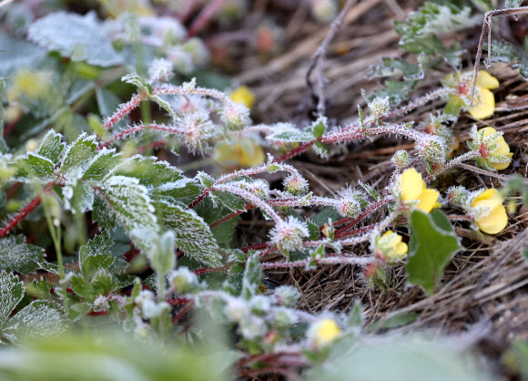 아침 최저기온이 영하 1도까지 떨어진 2일 강원 평창군 대관령 일원에서 야생화 위에 보석처럼 서리가 하얗게 내려앉았다. 2024.5.2 연합뉴스