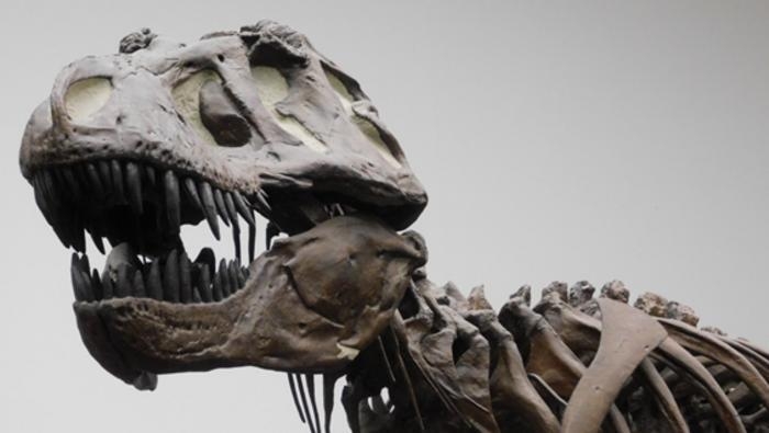 과학자들은 공룡 화석을 바탕으로 티라노사우루스의 뇌 크기와 뉴런 수를 예측한 결과, 공룡의 지능은 지금까지 우라가 생각했던 만큼 똑똑하지 않는 것으로 나타났다.  독일 뒤셀도르프 하인리히 하이네대 제공