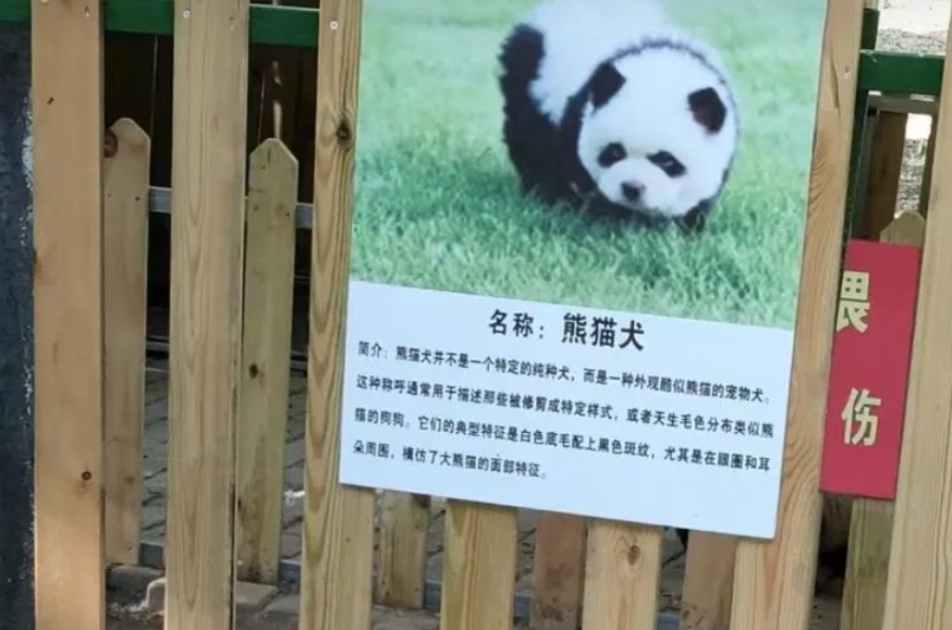 중국 장쑤성 타이저우 동물원의 ‘판다견’ 간판. 펑파이 캡처