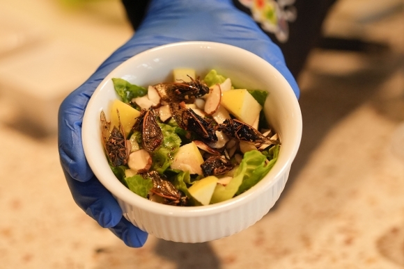 미국 뉴올리언스에 있는 오듀본 곤충관의 동물 수집 큐레이터인 자크 레만이 매미 요리를 준비하고 있다. AP 연합뉴스