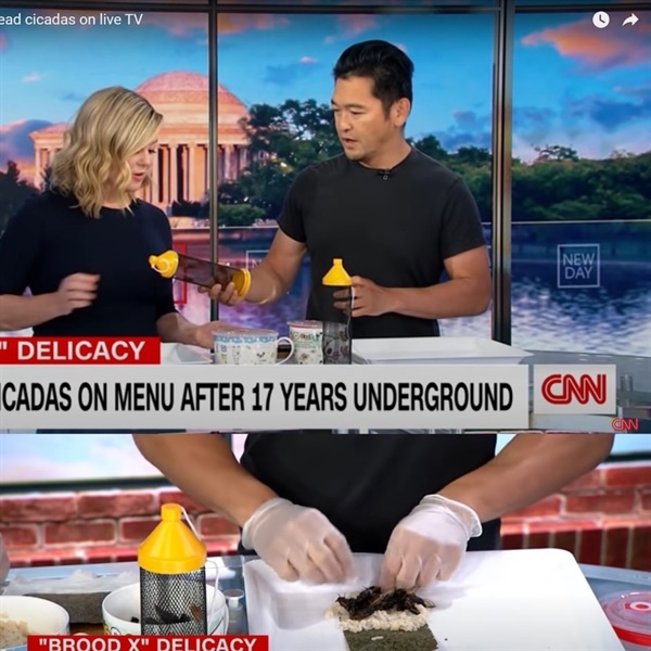 CNN 뉴스에 마끼 형태의 매미요리가 소개되고 있다. CNN 캡처