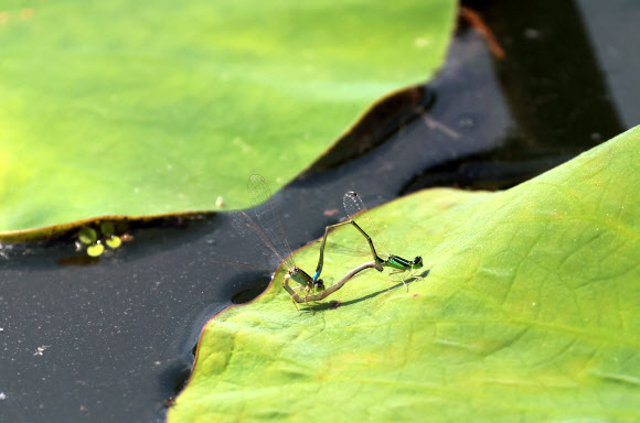 9일 강원 강릉시 경포가시연습지에서 등줄실잠자리가 짝짓기하고 있다. 2024.5.9 연합뉴스