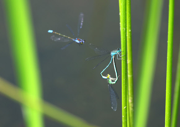 9일 강원 강릉시 경포가시연습지에서 등줄실잠자리가 짝짓기하고 있다. 2024.5.9 연합뉴스