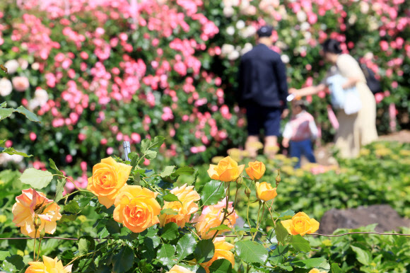 13일 오전 제주시 조천읍 북촌리의 카페 북촌에가면을 찾은 입장객이 장미가 활짝 핀 정원을 산책하고 있다. 2024.5.13  연합뉴스