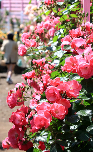 13일 오전 제주시 조천읍 북촌리의 카페 북촌에가면을 찾은 입장객이 장미가 활짝 핀 정원을 산책하고 있다. 2024.5.13  연합뉴스