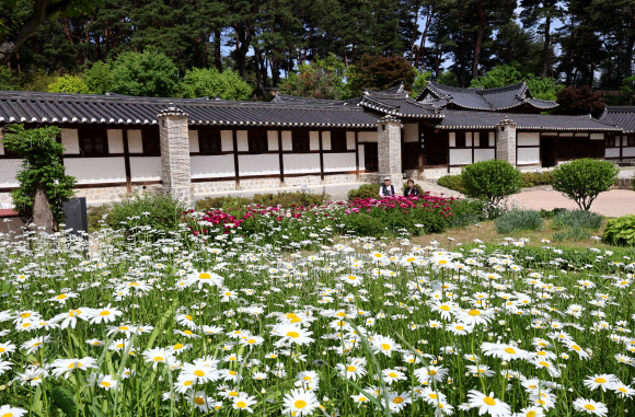 13일 국가민속유산인 강릉 선교장에 샤스타데이지와 작약이 활짝 펴 고가의 봄 정취를 느끼게 하고 있다. 2023.5.13  연합뉴스