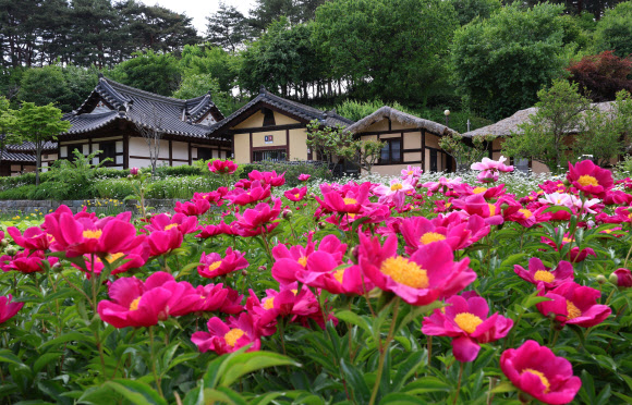 13일 국가민속유산인 강릉 선교장에 작약꽃이 활짝 펴 고가의 정취를 느끼게 하고 있다. 2023.5.13  연합뉴스