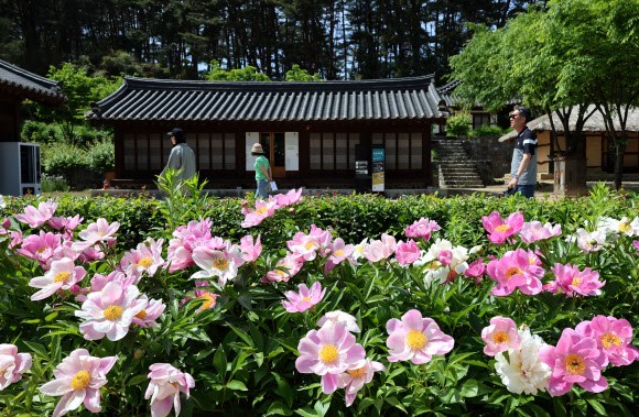 13일 국가민속유산인 강릉 선교장에 작약꽃이 활짝 펴 고가의 정취를 느끼게 하고 있다. 2023.5.13  연합뉴스