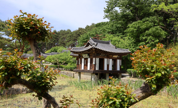 국가민속유산인 강릉 선교장 내 활래정에 녹음이 우거져 봄기운이 가득하다. 2024.5.13  연합뉴스