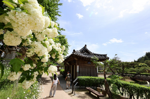 13일 국가민속유산인 강릉 선교장에 수국이 활짝 펴 고가의 봄 정취를 느끼게 하고 있다. 2023.5.13  연합뉴스
