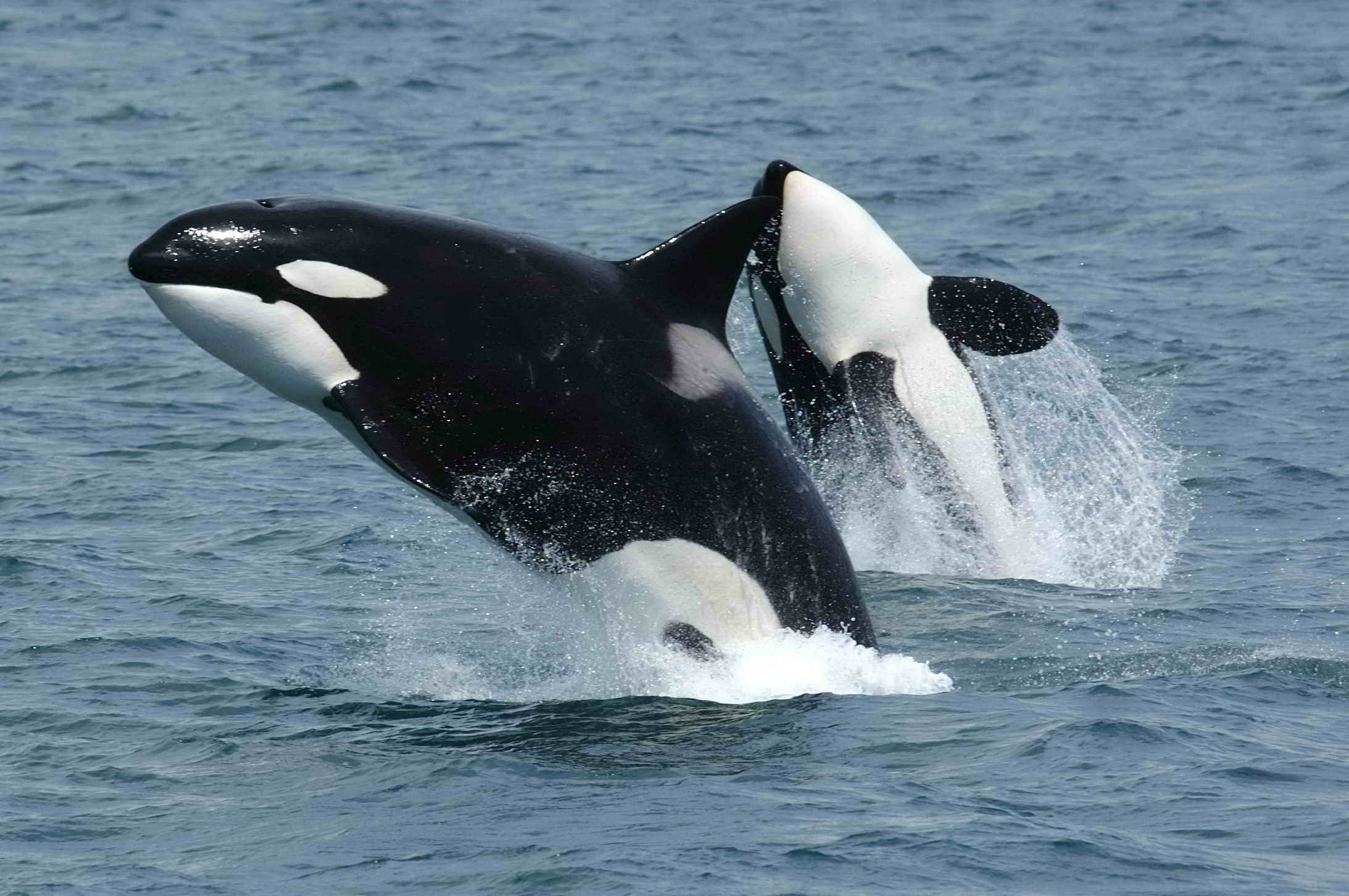 범고래는 바다 깊숙이 잠수하는 혹등고래 등과는 달리 한 번 잠수해 버틸 수 있는 시간은 1분 미만으로 확인됐다. 위키피디아 제공
