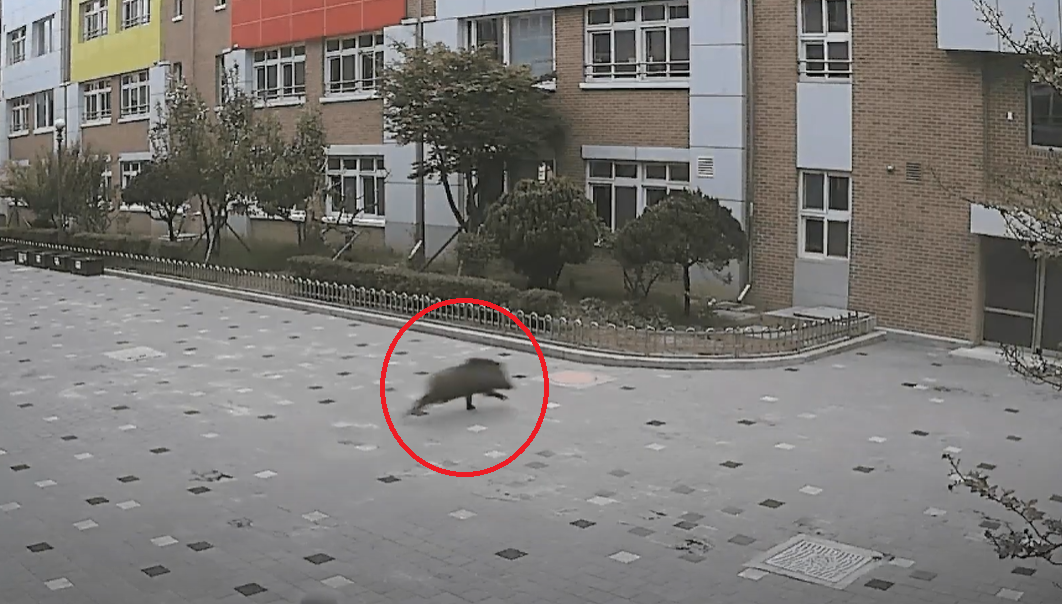 지난달 대구의 한 초등학교에 나타난 멧돼지. 경찰청 공식 유튜브