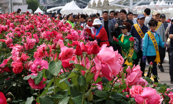 17일 서울 중랑구 중화체육공원에서 열린 2024 중랑 서울장미축제 걷기대회에서 참가자들이 장미길을 걷고 있다. 202.5.17  연합뉴스